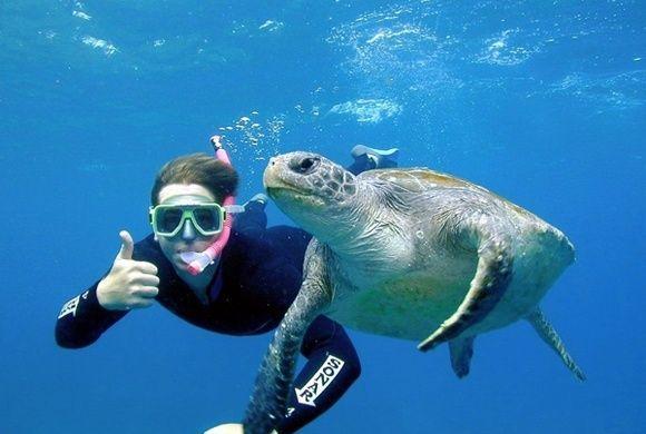 snorkeling turtle