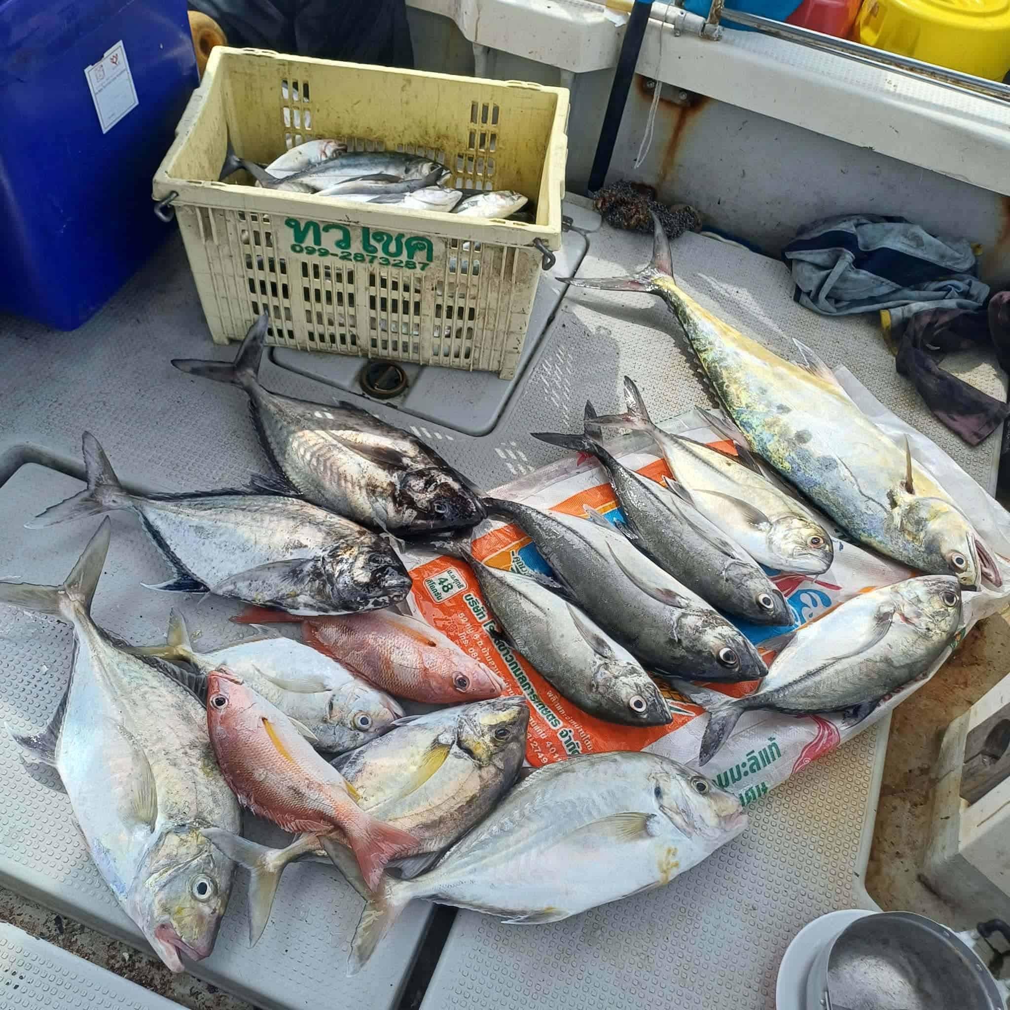 Mixed fresh catch on a local Koh Tao fishing boat